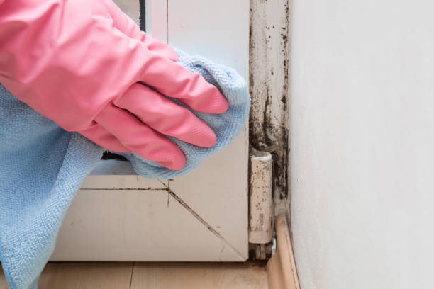 Best Mold Removal Process  in Prior Lake, MN
